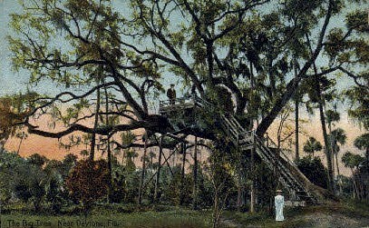 Big Tree - Daytona Beach, Florida FL Postcard