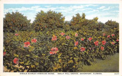 Single Scarlet Hibiscus Hedge Davenport, Florida Postcard