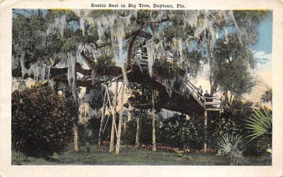 Rustic Seat in Big Tree Daytona Beach, Florida Postcard