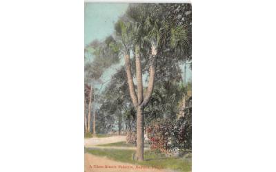 Three-Branch Palmetto Daytona, Florida Postcard