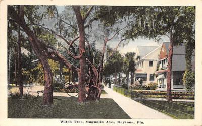 Witch Tree, Magnolia Ave. Daytona Beach, Florida Postcard