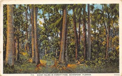 Giant Palms in Forest Park Davenport, Florida Postcard