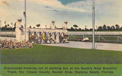 The Volusia County Kennel Club Daytona Beach, Florida Postcard