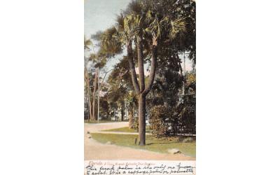 A Three Branch Palmetto Tree Daytona, Florida Postcard