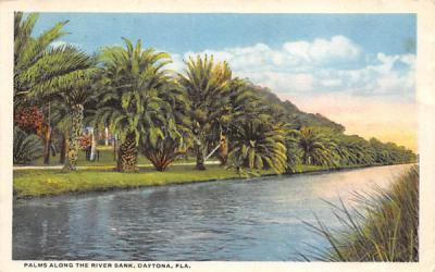 Palms Along the River Bank Daytona, Florida Postcard