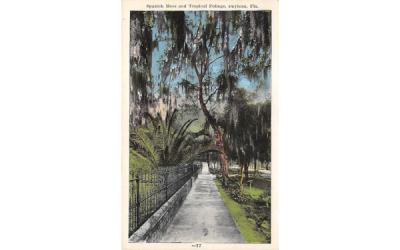 Spanish Moss and Tropical Foliage Daytona, Florida Postcard