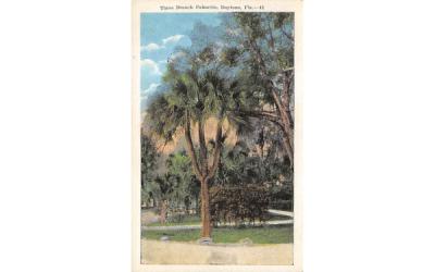 Three Branch Palmetto Daytona, Florida Postcard