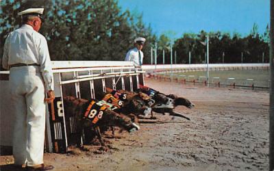 Greyhound Racing  Dog Racing, Florida Postcard