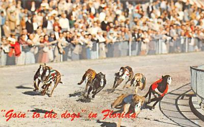 Goin' to the Dogs in Florida, USA Postcard