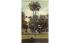 Branched Palm in Grounds of the College Arms Hotel De Land, Florida Postcard