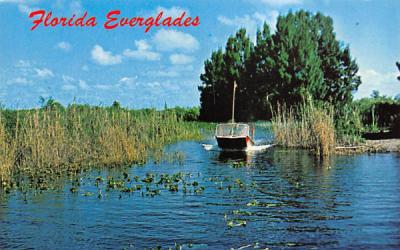 Air-boat rides through the Florida Everglades Postcard