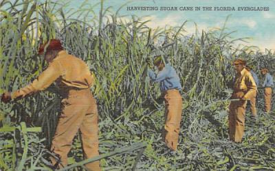 Harvesting Sugar Cane  Everglades, Florida Postcard