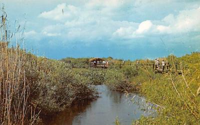 Scene in Everglades National Park Florida Postcard
