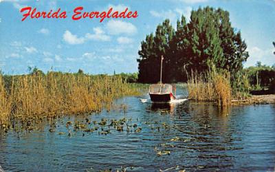Air Boat Ride thru the Everglades Florida Postcard
