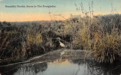 Beautiful Florida, Scene in The Everglades Postcard