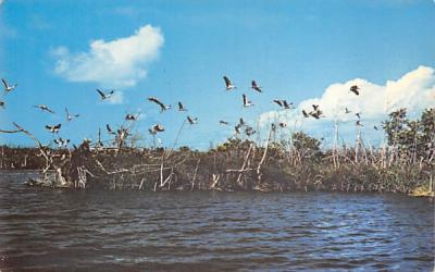 Wood Storks in Mangroveland Everglades National Park, Florida Postcard