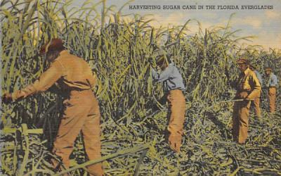 Harvesting Sugar Cane  Everglades, Florida Postcard