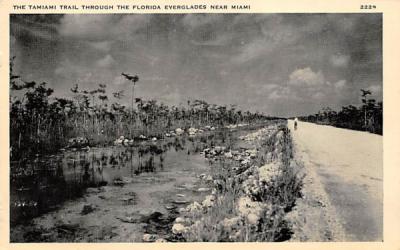 The Tamiami Trail through the Florida Everglades, USA  Postcard