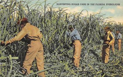 Harvesting Sugar Cane in the Florida Everglades Postcard