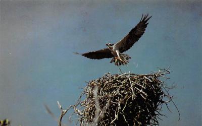 Osprey and nest, Roberts River Everglades National Park, Florida Postcard