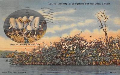 Rookery in Everglades National Park, FL, USA Florida Postcard