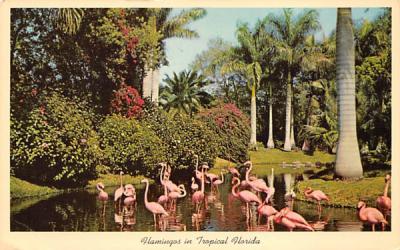 Flamingos in the Tropical Florida, USA Postcard