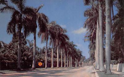 The Avenue of Palms Fort Myers, Florida Postcard