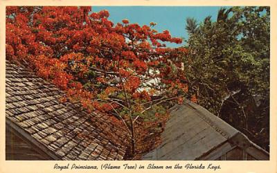 Royal Poinciana (Flame Tree) in Bloom  Florida Keys Postcards, Florida