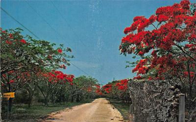 Row of Royal Poinciana's Key Largo Florida Keys Postcards, Florida