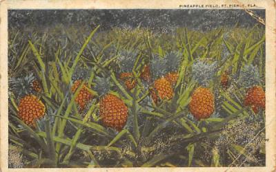 Pineapple Field Fort Pierce, Florida Postcard