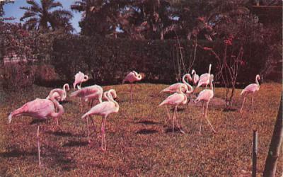 Flamingos create a memorable scene Florida Postcard