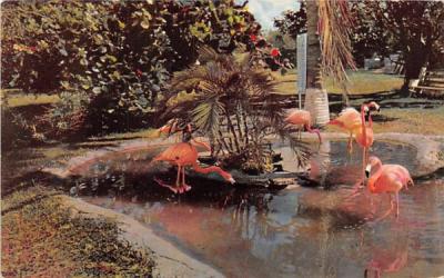 Tropical Florida's Graceful Flamingos Postcard