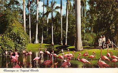 Flamingos in Tropical Florida, USA Postcard
