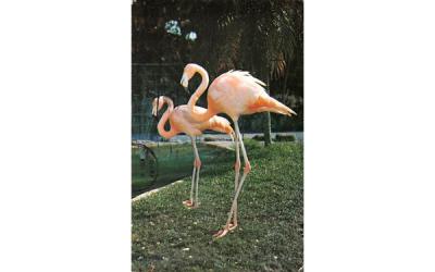 The Colorful Flamingos are a Symbol for Florida, SUA Postcard