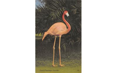 Coral Flamingo Florida, USA Postcard