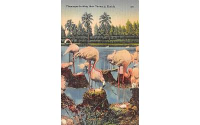 Flamingos feeding their Young in Florida, USA Postcard