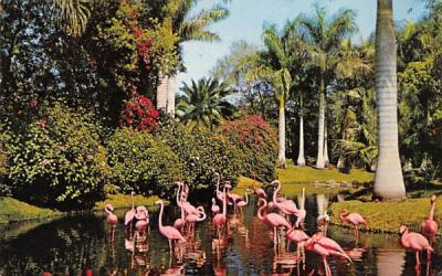 Flamingos in Tropical Florida, USA Postcard