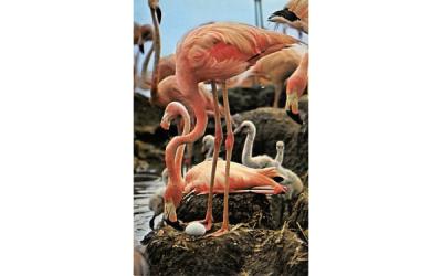 Hialeah Race Course Flamingos, Florida Postcard