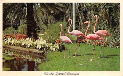 Florida's Graceful Flamingos Postcard