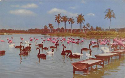 Florida Swans and Flamingos at Feeding-Place Postcard