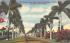 Tropical Royal Palms Cast their Shadows in Florida Postcard