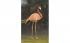 Coral Flamingo Florida, USA Postcard