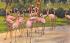 A Flock of Flamingos in the Sunshine State, FL, USA Florida Postcard