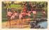 A Flock of Flamingos in Florida, USA Postcard