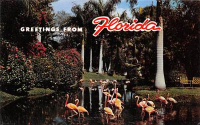 Flamingos in a Typical Florida Setting Postcard