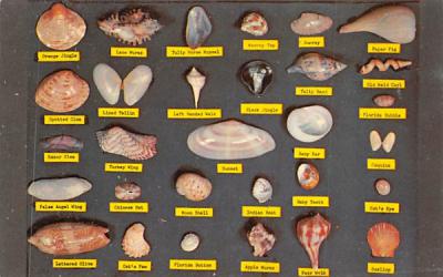 Shell Chart Greetings From, Florida Postcard