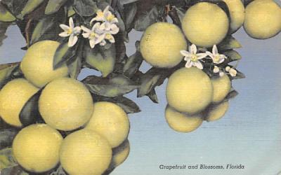 Grapefruit and Blossoms Grapefruit Groves, Florida Postcard