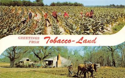 Greetings from Tobacco-Land, FL, USA Florida Postcard