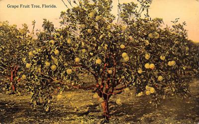 Grape Fruit Tree Grapefruit Groves, Florida Postcard