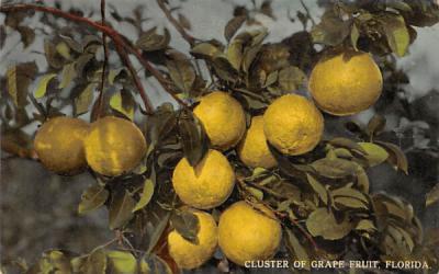 Cluster of Grape Fruit Grapefruit Groves, Florida Postcard